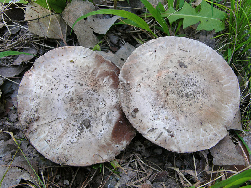 Agaricus sp. da determinare.